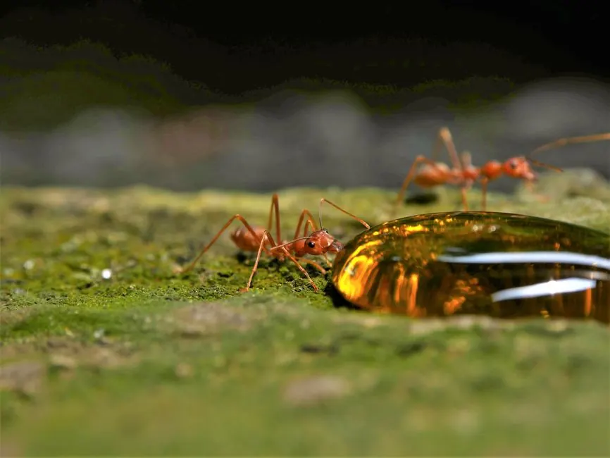 Macro shot of ants drinking from a glistening droplet on mossy surface, showcasing tiny details.